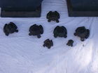  Preview image for close-up of ci Frogs 
