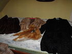  Preview image for Fur Coats 