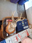  Preview image for Jack Rabbitt w/ Horns 