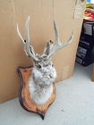  Preview image for Another View (Buck Bunny) 