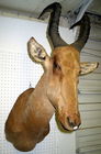 African Antelope