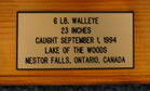 Tag On Previous Walleye Mount
