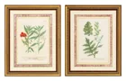  Preview image for Johann Wilhelm Weinmann Botanical 