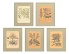  Preview image for Framed Botanical Prints, 5 