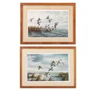  Preview image for David Maass Birds in Flight Offset 