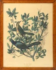  Preview image for After J. J. Audubon "Boat-Tailed 