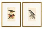  Preview image for Ornithology Lithographs, 19th C., 2 