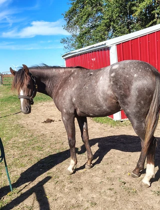 Item Up For Bidding At Auction - Yoder Brothers Large Horse And ...