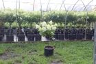  Preview image for Potted Tree Hydrangeas 