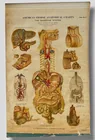  Preview image for Anatomical Chart 