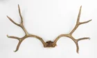  Preview image for Lot# 261a - Taxidermy Unmounted Deer Rac 