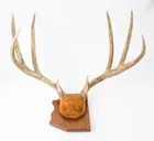  Preview image for Lot# 280a - Taxidermy Unmounted Deer Rac 
