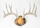  Preview image for Lot# 316a - Taxidermy Mounted Deer Antle 