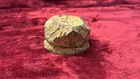  Preview image for Lot# 310 - SHELL REMNANT 