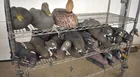  Preview image for many waterfowl hunt 