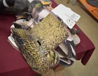  Preview image for many goose, ducksblow ups 