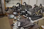  Preview image for pin tails, wood ducks... 