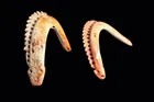  Preview image for Colima Spondylus Serpent Pendants, 