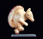  Preview image for Ecuador Carved Shell Pendant, Fox in the 