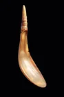  Preview image for Northwest Coast Horn Spoon, Bear Crest 