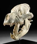  Preview image for Dinocrocuta "Terrible Hyena" Fossil 