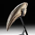  Preview image for Tyrannosaurus Rex Foot Claw Fossil, Late 
