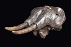  Preview image for Monumental Stegodon Fossil Skull with 