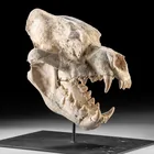  Preview image for Rare Dinocrocuta "Terrible Hyena" Fossil 
