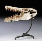  Preview image for Mosasaur Skull Fossil, Juvenile, Upper 