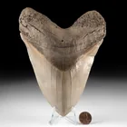  Preview image for Huge Megalodon Shark Tooth, 6.5 Inches, 