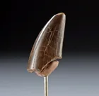  Preview image for T. Rex Tooth Fossil, Bite Wear Evidence, 