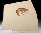  Preview image for Jurassic Fossil Prawn (Antrimpos), 