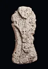  Preview image for Sulawesi Fossilized Coral Limestone 