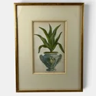  Preview image for Six Botanical Aloe Mezzotints, Georg 