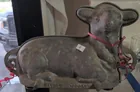  Preview image for Lot# 135 - Bakers Lamb Baking Mold Cocon 