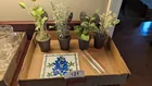  Preview image for Lot# 121 - Artificial Potted Herbs & Tri 