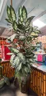  Preview image for Lot# 292 - Tall Potted Artificial Tropic 
