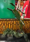  Preview image for Lot# 326 - 3 Potted Artificial Plants 