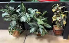  Preview image for Lot# 298 - 3 Potted Artificial Plants 