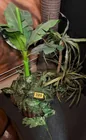  Preview image for Lot# 320 - 2 Potted Artificial Tropical  