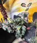  Preview image for Lot# 313 - 3 Potted Artificial Plants 