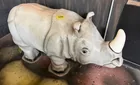  Preview image for Lot# 335 - Fiberglass Baby Rhino Statue 