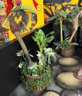  Preview image for Lot# 349 - 3 Potted Artificial Tropical  