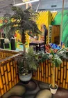 Preview image for Lot# 364 - 2 Tropical Potted Plants 