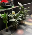  Preview image for Lot# 360 - 3 Potted Artificial Plants 