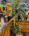  Preview image for Lot# 383 - Large Tropical Artificial Ban 