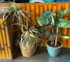  Preview image for Lot# 259 - 2 Potted Tropical Artificial  