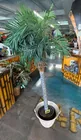  Preview image for Lot# 288 - Potted Artificial Coconut Pal 