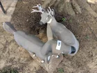  Preview image for Lot# 194 - (2) Concrete Painted Deer 
