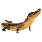  Preview image for Full Body Mount 41" Taxidermy American 